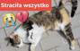 Zbiórka Na ratunek porzuconej koteczce - miniaturka zdjęcia