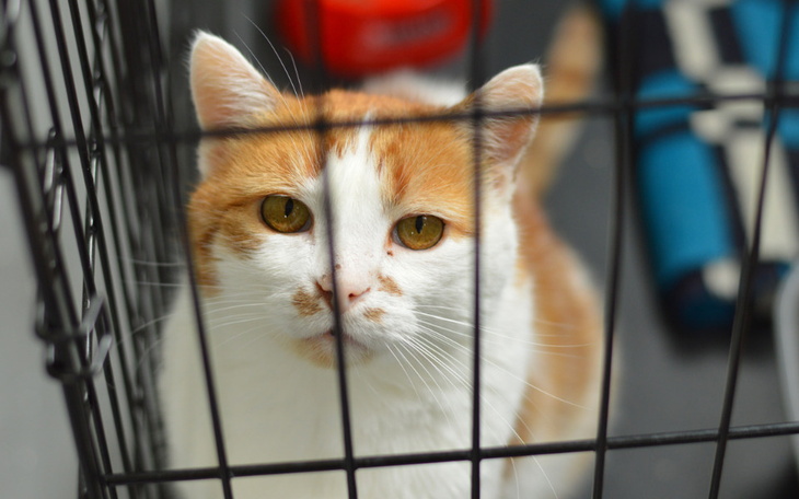 Zbiórka Leczenie bezdomnego Bułcia - zdjęcie główne