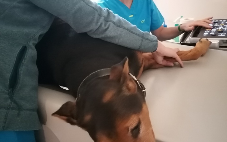 Zbiórka Bruno adoptowany zawsze pomaga - zdjęcie główne