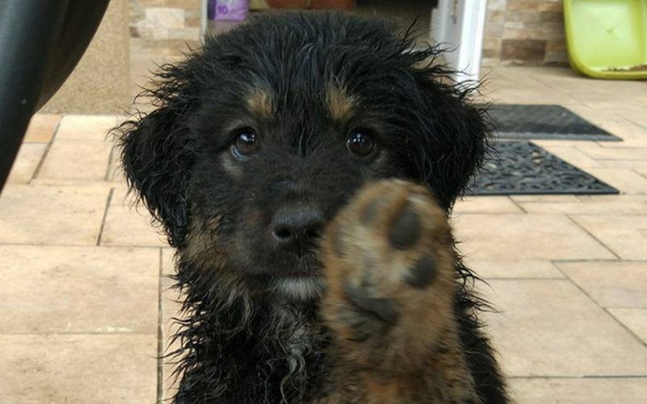 Zbiórka Zbiórka na zwierzaki! - zdjęcie główne