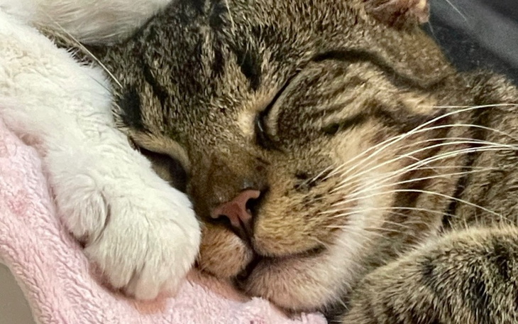 Zbiórka Operacja Lokiego po walce z FIP - zdjęcie główne