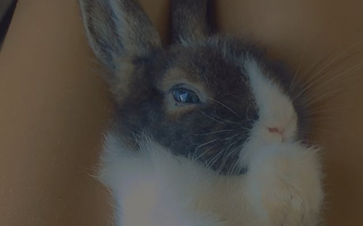 Zbiórka pomóżcie uratować Pusie - zdjęcie główne