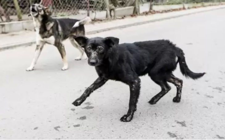 Zbiórka Zbiórka na budowę schroniska - zdjęcie główne