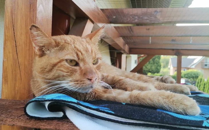 Zbiórka Franuś chce żyć - zdjęcie główne