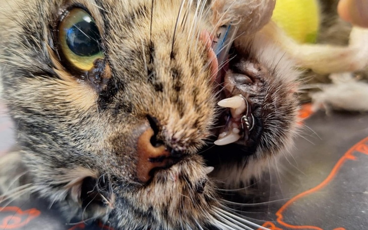 Zbiórka Zabieg i leczenie Niuni - zdjęcie główne