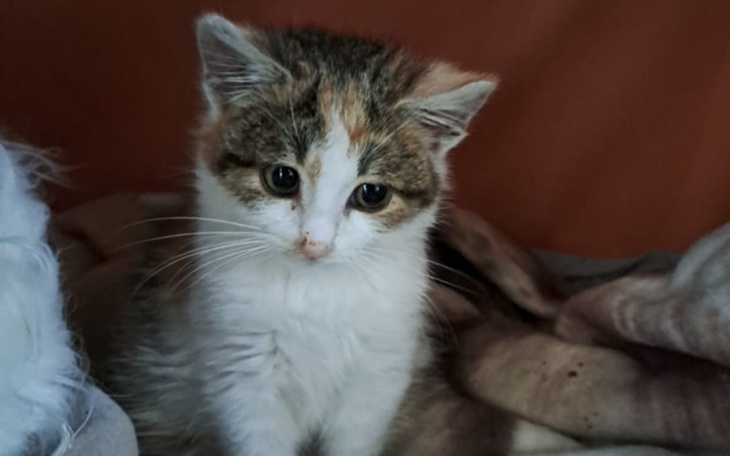 Mały kotek z białym brzuszkiem i kolorowym futrem.