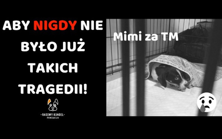 Zbiórka Sterylizacja psiaków ze wsi! - zdjęcie główne