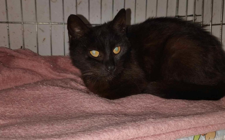 Zbiórka Sterylizacja kotki z kombajna - zdjęcie główne