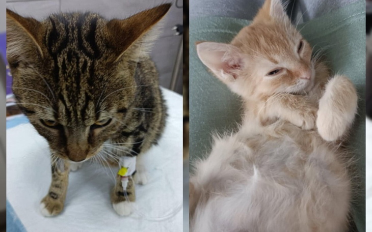 Dwa koty, jeden z opatrunkiem, drugi leżący na plecach.