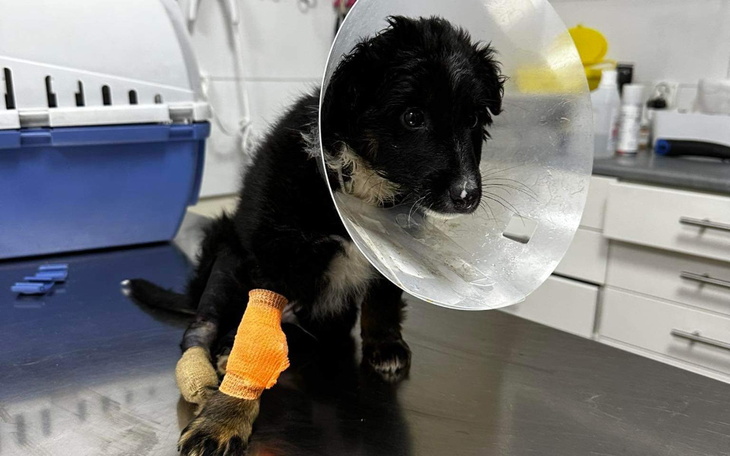 Zbiórka Jestem Łapa, proszę Was o pomoc - zdjęcie główne