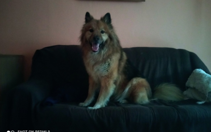 Zbiórka Zbiórka na Alexa - zdjęcie główne