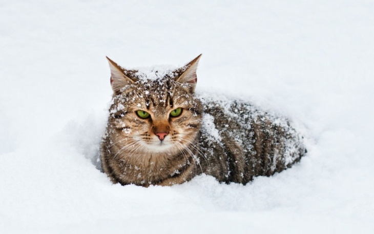 Zbiórka Zimowe schronienie dla zwierząt - zdjęcie główne