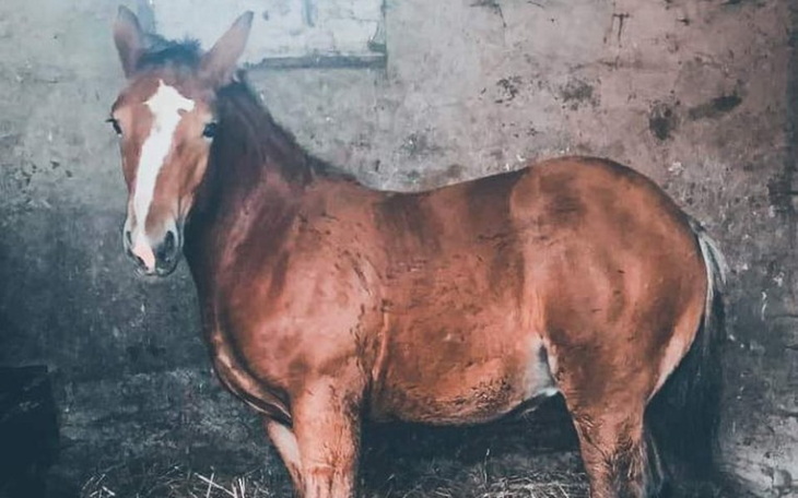 Zbiórka Dziecko skazane na rzeź... - zdjęcie główne