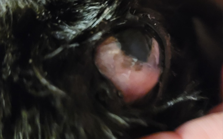 Zbiórka Operacja oka suni, o imieniu Wen - zdjęcie główne