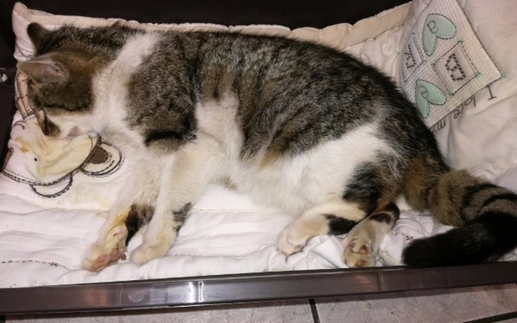 Zbiórka Złamany ogon i niedowład łapki! - zdjęcie główne