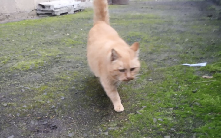 Zbiórka Karma dla bezdomniakow - zdjęcie główne