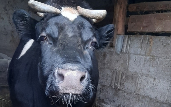 Krowa patrzy w obiektyw, stojąc w oborze.