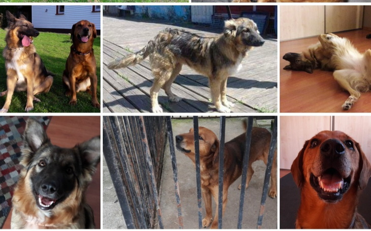 Kolaż zdjęć psów, pokazujący ich różne pozy i radość.