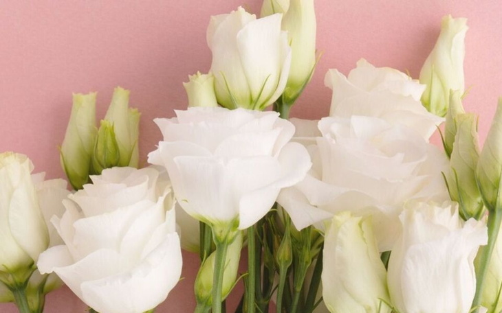 Zbiórka Kochanej Ani - zdjęcie główne