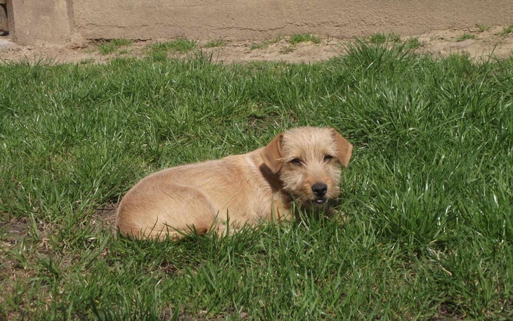 Zbiórka Ratujmy Leosia z Lublina - zdjęcie główne