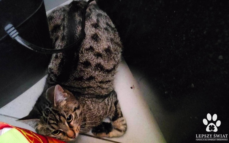 Zbiórka Porzucony, połamany, wystraszony - zdjęcie główne