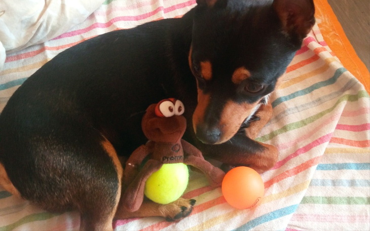 Zbiórka Na pieski karme - zdjęcie główne