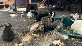 Zbiórka Z okazji Światowego Dnia Królika - miniaturka zdjęcia
