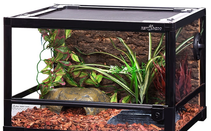 Zbiórka Na terrarium dla gekona - zdjęcie główne