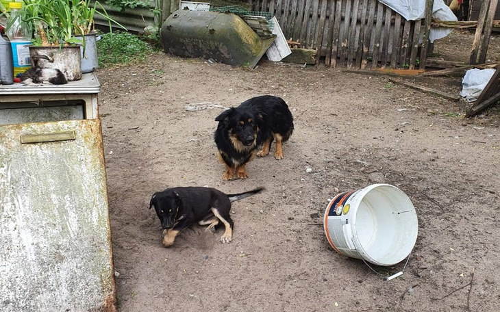 Zbiórka Bieda z nędzą i szczeniaki. - zdjęcie główne