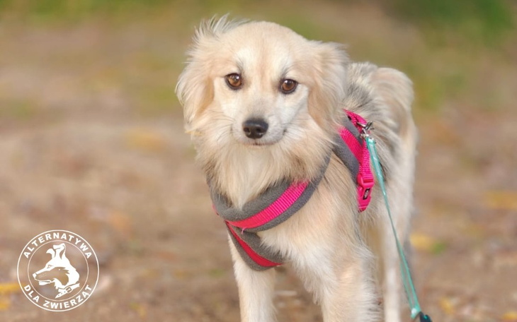 Zbiórka Mikro psy walczą o życie... - zdjęcie główne