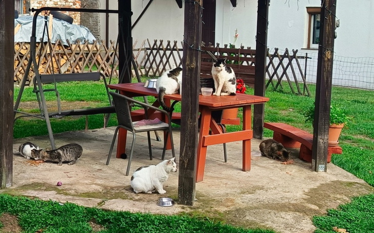 Zbiórka Na zakup karmy kotów - zdjęcie główne