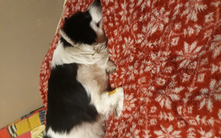 Pies śpiący na czerwonym kocu, z widoczną białą sierścią.