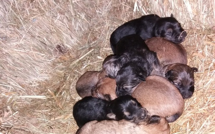 Zbiórka Na ratunek szczeniętom! - zdjęcie główne