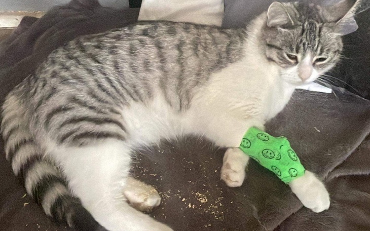 Zbiórka Kotek ze złamaną miednicą - zdjęcie główne