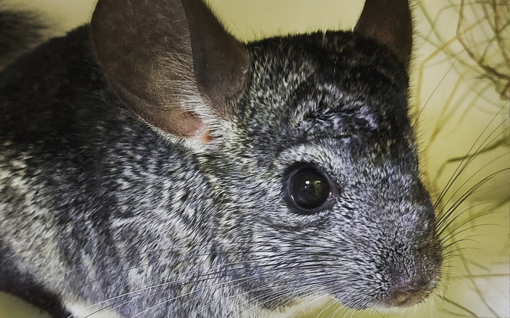 Zbiórka Falka, Foltest i Nabu - zdjęcie główne