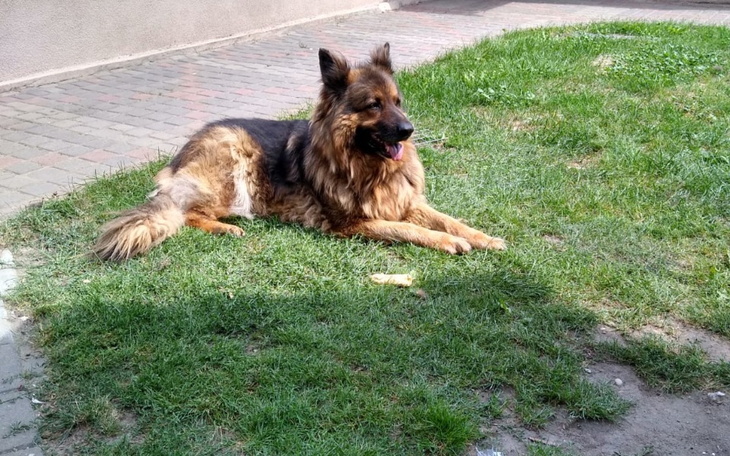 Zbiórka Operacja i rehabilitacja psiaka - zdjęcie główne