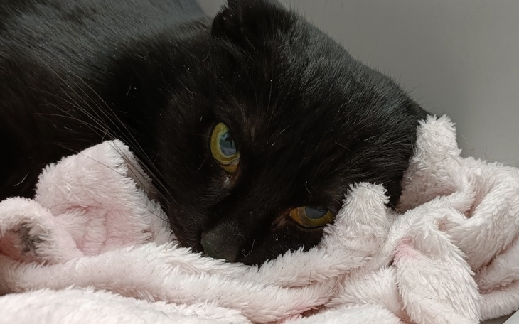 Zbiórka Nierówna walka Zuli - zdjęcie główne