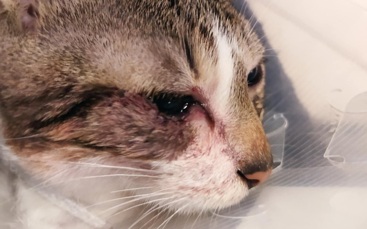 Kot z podrażnionym okiem, leżący na białym tle.