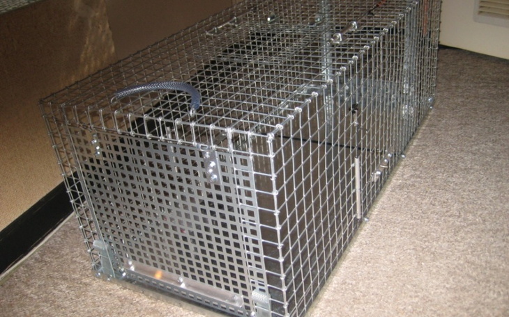 Zbiórka Na klatkę łapkę - zdjęcie główne