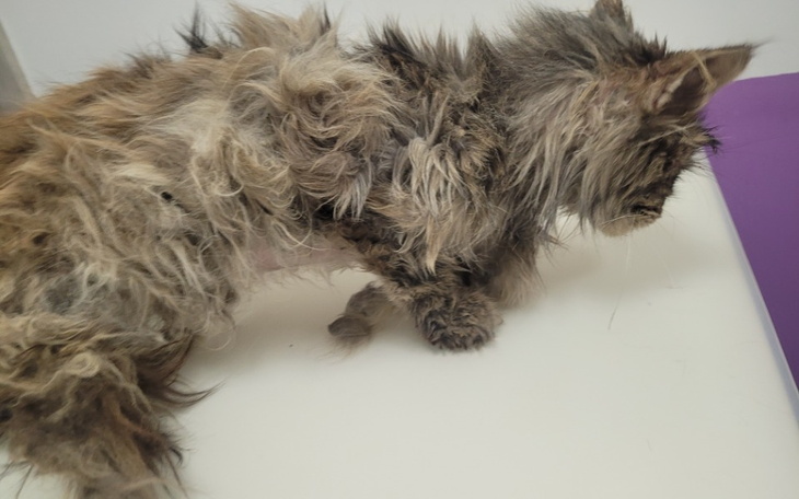 Zbiórka Pomoc dla odebranych kotów - zdjęcie główne