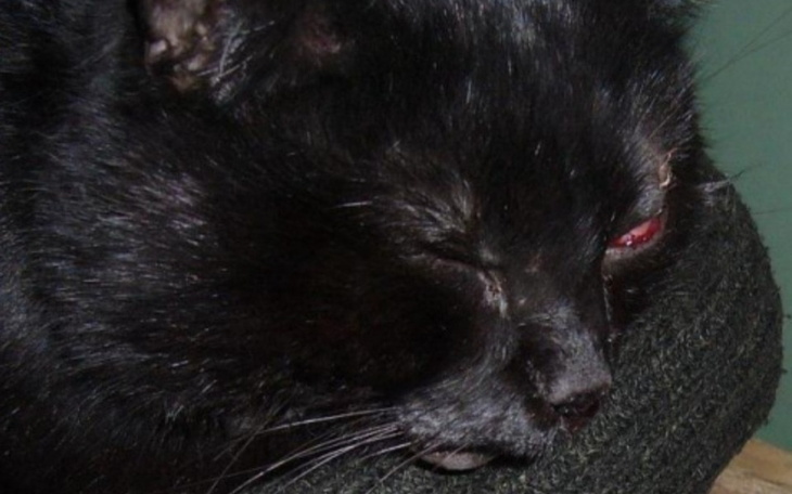 Czarny kot śpiący na miękkim podłożu.