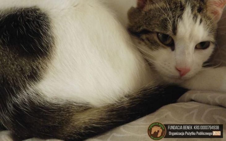 Kot leży na łóżku, wygląda na zrelaksowanego i spokojnego.