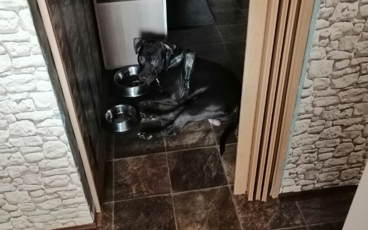 Zbiórka Pomoc w leczeniu psa Panka - zdjęcie główne