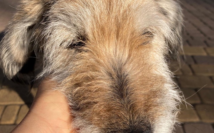 Zbliżenie na psa z brązowym futrem, przytulany przez człowieka.