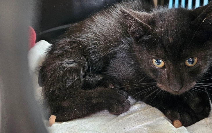 Mały czarny kotek z dużymi oczami, leżący w transporterze.