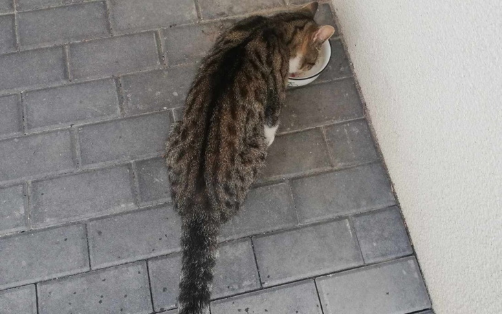 Zbiórka BESTIA amputacja ogona - zdjęcie główne