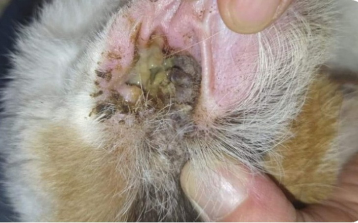 Zbiórka Walka o życie bez bólu - zdjęcie główne