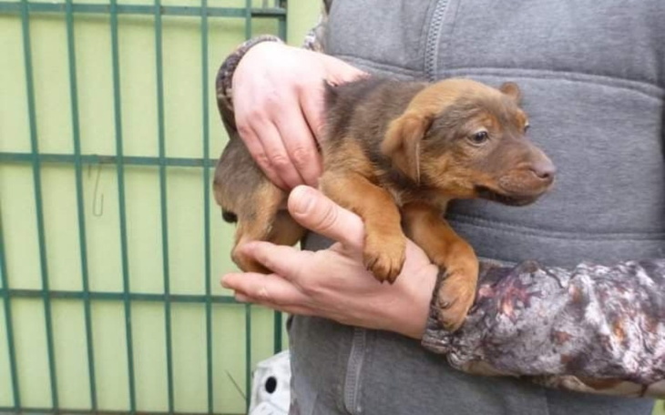 Zbiórka Psie dziecko chce żyć. Pomóż - zdjęcie główne