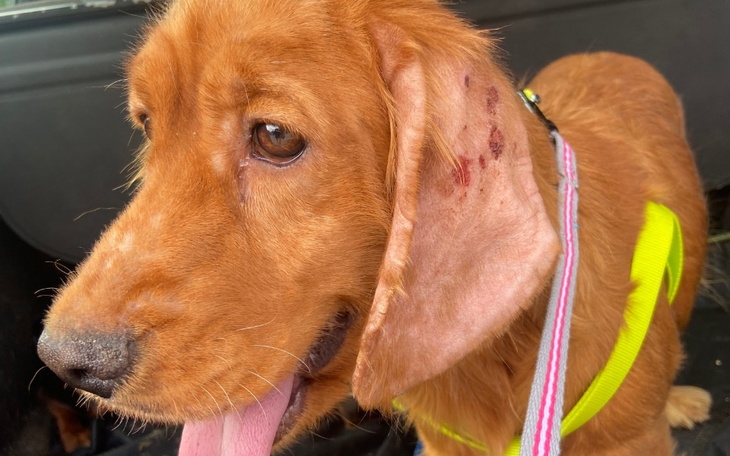 Zbiórka Cierpiąca na nużycę spanielka - zdjęcie główne