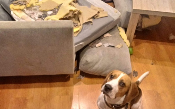 Zbiórka Nowa kanapa - zdjęcie główne